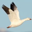 Snow Goose